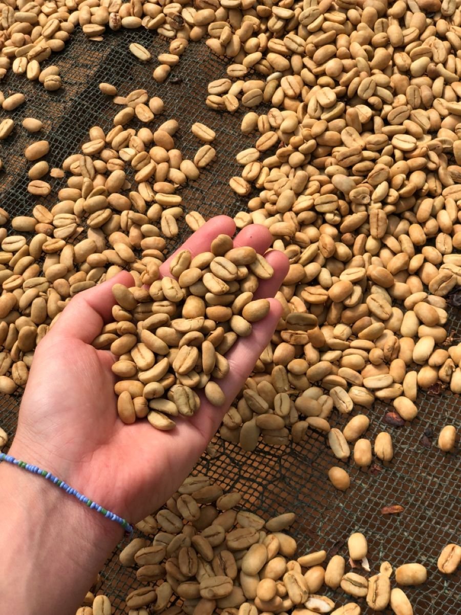 Biji Kopi Toraja Kering