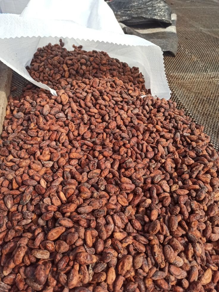 Biji Kering Dark Cocoa