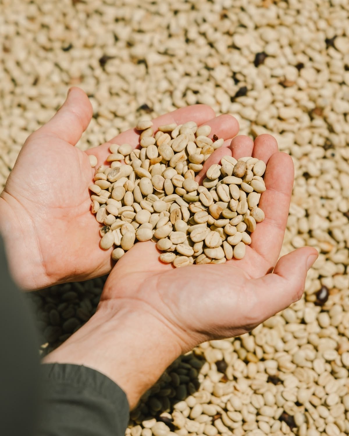 Arabica Gayo Premium Coffee